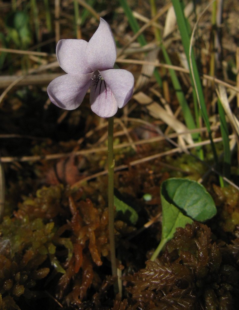 Viola palustris